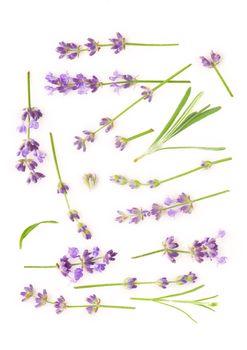 Lavender flowers bundle on a white background.