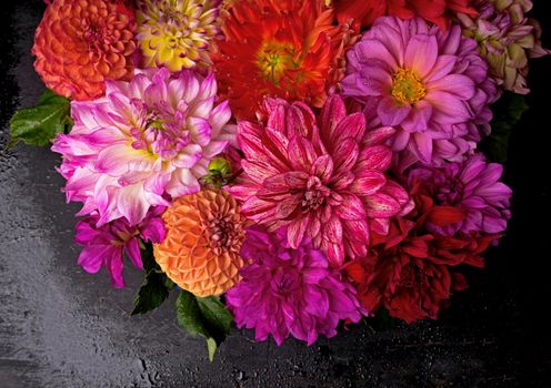 Red, white, yellow dahlia august colorful background. View of multicolor dahlia flowers. Beautiful dahlia flowers on green background. Summer flowers is genus of plants in sunflower family Asteracea