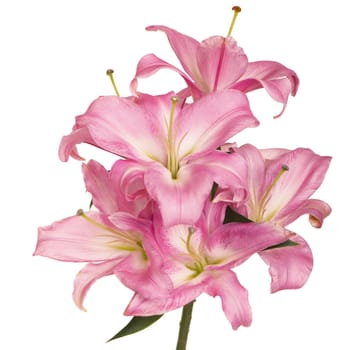 beautiful pink lily, isolated on white