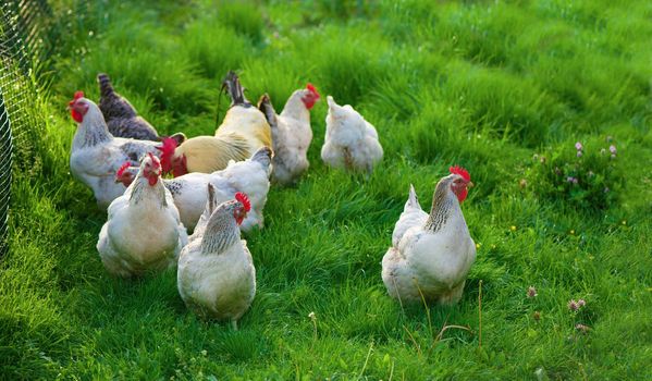 Rooster and Chickens. Free Range Cock and Hens.