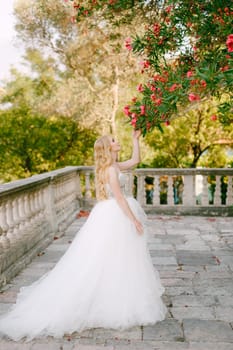A bride on the site near the ancient church in Prcanj, touching pink flowers on the lush branches of oleander . High quality photo