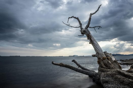 The trunk of a dry tree against the backdrop of a seascape and overcast sky.