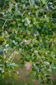 Close-up of fruit on Feijoa tree, Akka Sellova, Pineapple grass.