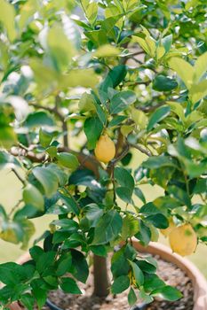 Lemon trees in pots, yellow lemons on a tree, close-up.