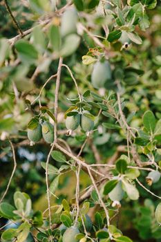 Close-up of fruit on Feijoa tree, Akka Sellova, Pineapple grass.