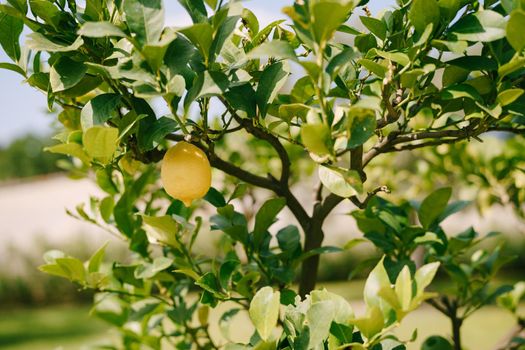 Lemon trees in pots, yellow lemons on a tree, close-up.