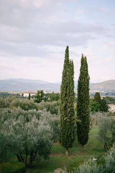Classic views of Tuscany in Italy. Green olive groves to the horizon, cypresses, and vintage villas in the hills in sunset.