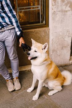 A white-yellow Akita Inu dog is sitting on a leash next to the owner legs. A white-skinned guy in a sandbags, blue pants and a blue checked shirt.