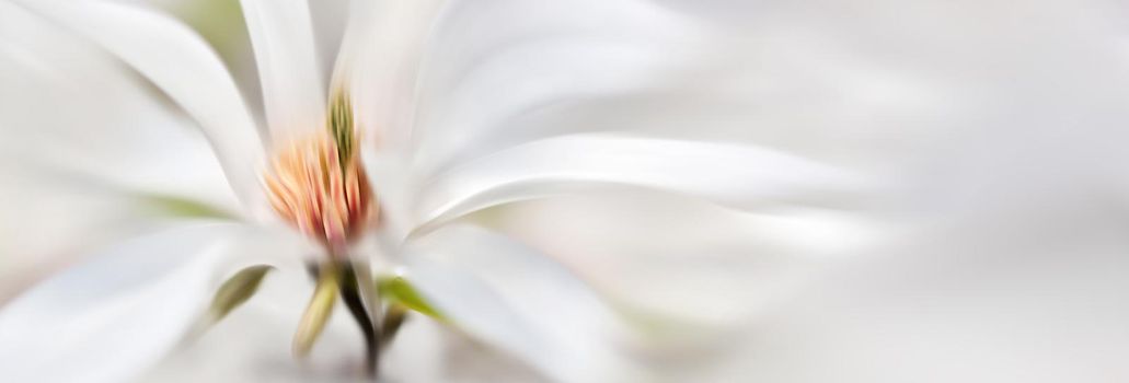 Abstract blurred flowers. Intentional motion blur. Magnolia kobus. Blooming tree with white flowers