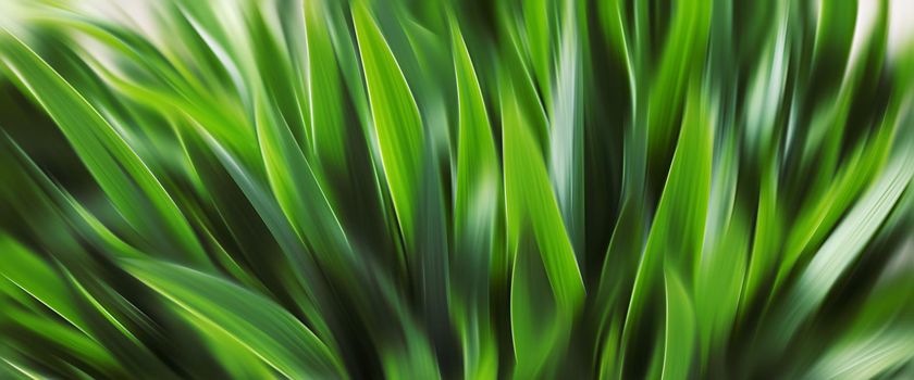 Abstract blurred green grass. Bright green grass background