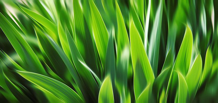 Abstract blurred green grass. Bright green grass background