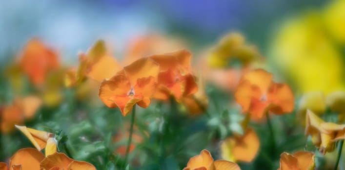 Blurred blossoming pansies flowers in the garden. Natural spring background. Selective focus, shallow DOF