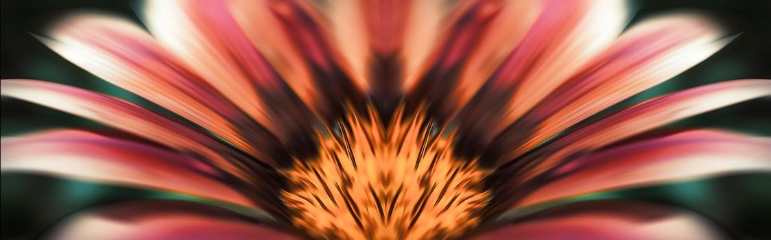 Floral background. Abstract blurred image of gerbera flowers