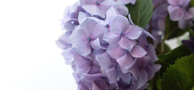 Floral background. Soft Violet Hydrangea or Hortensia flowers with water drops on petals. Artistic natural background. Flowers in bloom in spring time. Extremely shallow depth of field
