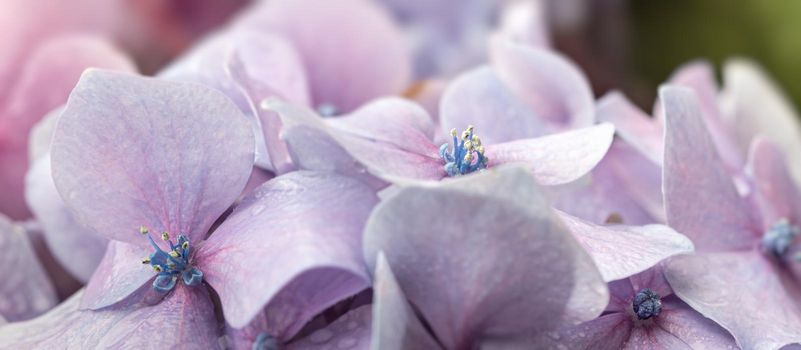 Floral background. Soft blue Hydrangea or Hortensia flowers with water drops on petals. Artistic natural background. Flowers in bloom in spring time. Extremely shallow depth of field