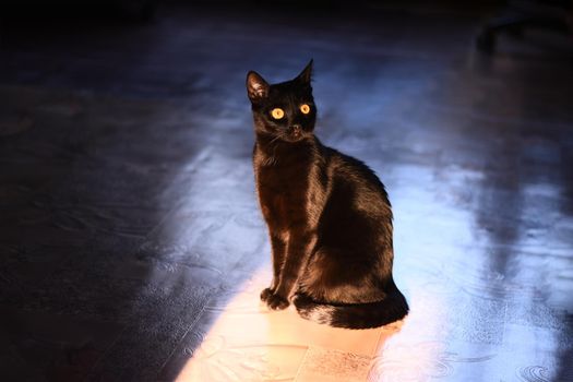 A beautiful black cat stares intently at the camera. In the home environment.