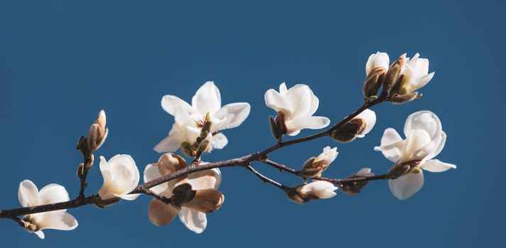 Natural background concept. Magnolia tree blossom. Blossom magnolia branch against nature background. Magnolia flowers in spring time.