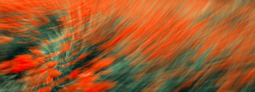 Abstract blurred image of the field of poppies. Landscape with poppy. Nature background.