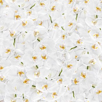 Floral background. White orchid seamless texture