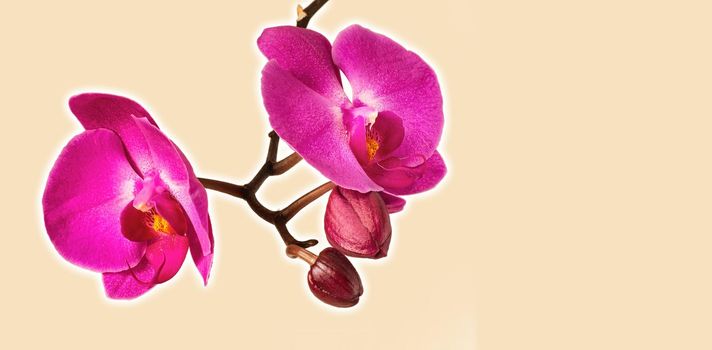 Pink purple phalaenopsis orchid flower with copy space on background