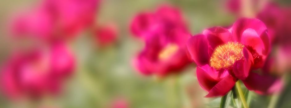 Soft focus image of blooming pink peonies in the garden. Selective focus. Shallow depth of field