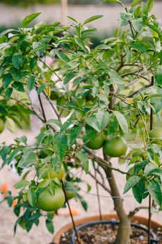 A close-up of the green fruits of the tangerine, on a small tree in a clay pot.
