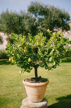 Lemon trees in pots, yellow lemons on a tree.