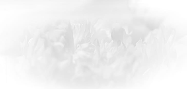 Abstract nature background. Soft focus image of blooming peonies