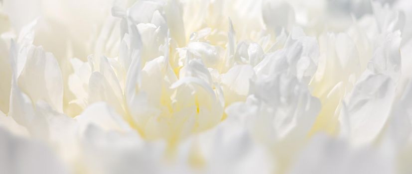 Abstract nature background. Soft focus image of blooming peonies