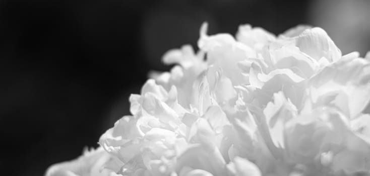 Abstract nature background. Soft focus image of blooming peonies