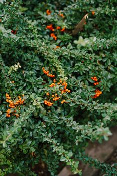 Pioracanta is a genus of prickly evergreen shrubs from the Rosaceae family. Orange little berries on a green bush.