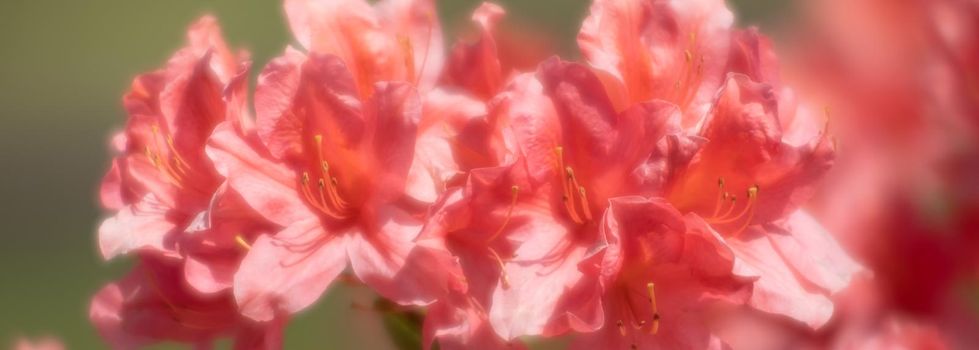 Soft focus blurred floral background. Rhododendron plants in bloom with red flowers. Azalea bushes in the park with red flowers