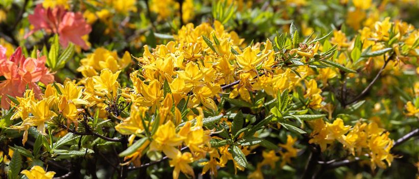 Beautiful outdoor floral background with yellow rhododendrons. Bush of delicate yellow flowers of azalea or Rhododendron plant in a sunny spring day