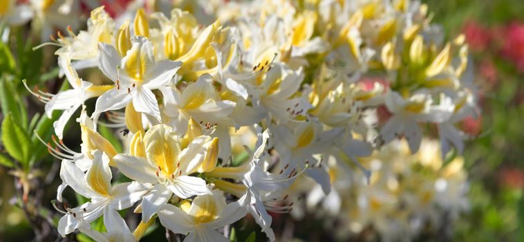 Beautiful outdoor floral background with yellow rhododendrons. Bush of delicate yellow flowers of azalea or Rhododendron plant in a sunny spring day