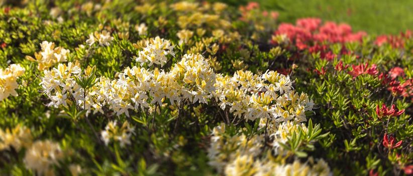 Beautiful outdoor floral background with yellow rhododendrons. Bush of delicate yellow flowers of azalea or Rhododendron plant in a sunny spring day