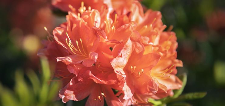 Beautiful outdoor floral background. Bush of delicate orange flowers of azalea or Rhododendron plant in a sunny spring day
