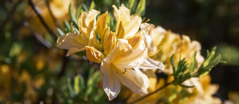 Beautiful outdoor floral background with yellow rhododendrons. Bush of delicate yellow flowers of azalea or Rhododendron plant in a sunny spring day