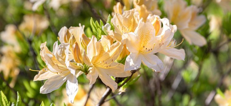 Beautiful outdoor floral background with yellow rhododendrons. Bush of delicate yellow flowers of azalea or Rhododendron plant in a sunny spring day