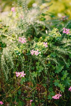 Pink flowers and rosemary in a clay pot.