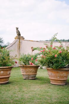 Three large clay pots with pink roses on the lawn, in the garden of an old villa