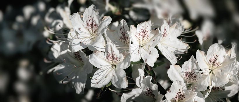 Beautiful outdoor floral background. Bush of delicate white flowers of azalea or Rhododendron plant in a sunny spring day