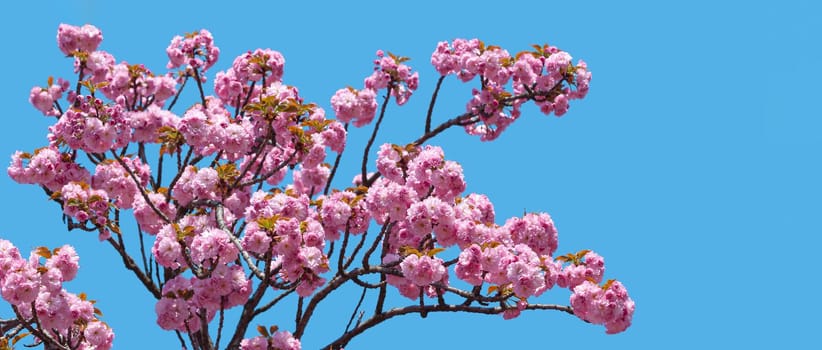 Sakura. Blossomed Japanese cherry trees on blue sky background
