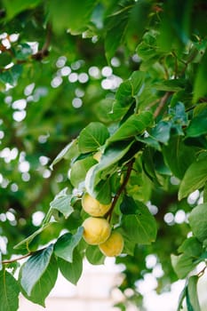 Yellow persimmon fruit on a tree branch. Ripening fruit.