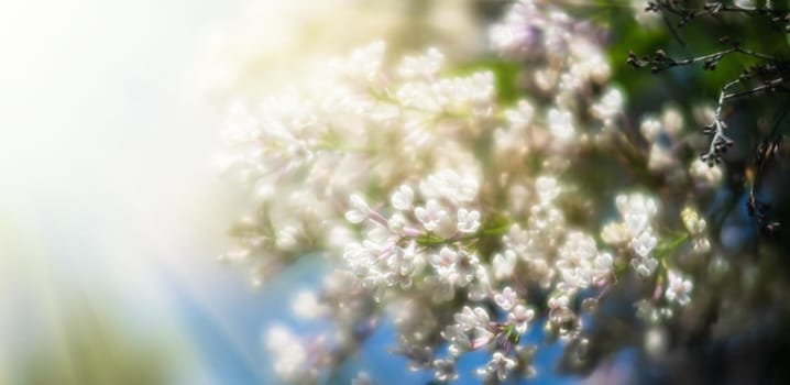 Soft focus image of blossoming branch of a white lilac. Spring blooming lilac tree flowers. Lilac blossom in spring.