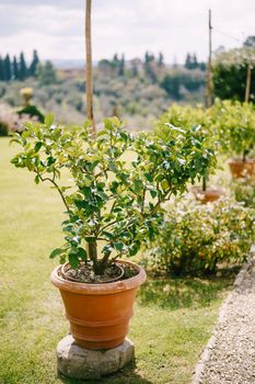 Lemon trees in pots, green lemons on a tree.