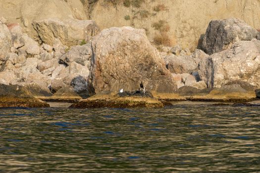 Shoreline of large rocks and sitting on them birds
