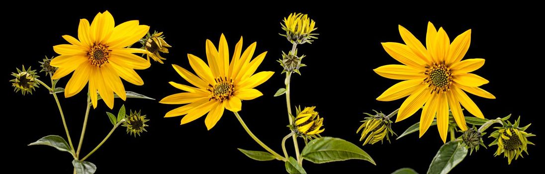 Topinambur. Jerusalem artichoke flowers isolated on black background