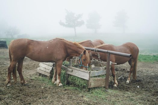 nature fog animals horses eating fresh air. High quality photo