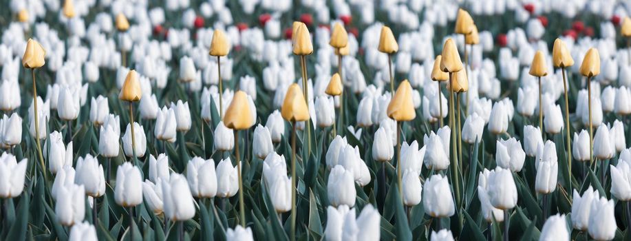 Blooming tulips spring background. White and yellow tulips on a lawn in spring