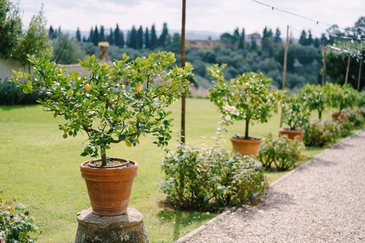 Lemon trees in pots, yellow lemons on a tree.